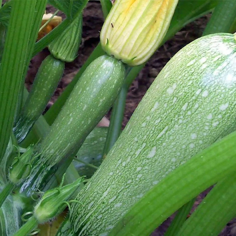 Kesäkurpitsa 'Grey Zucchini'