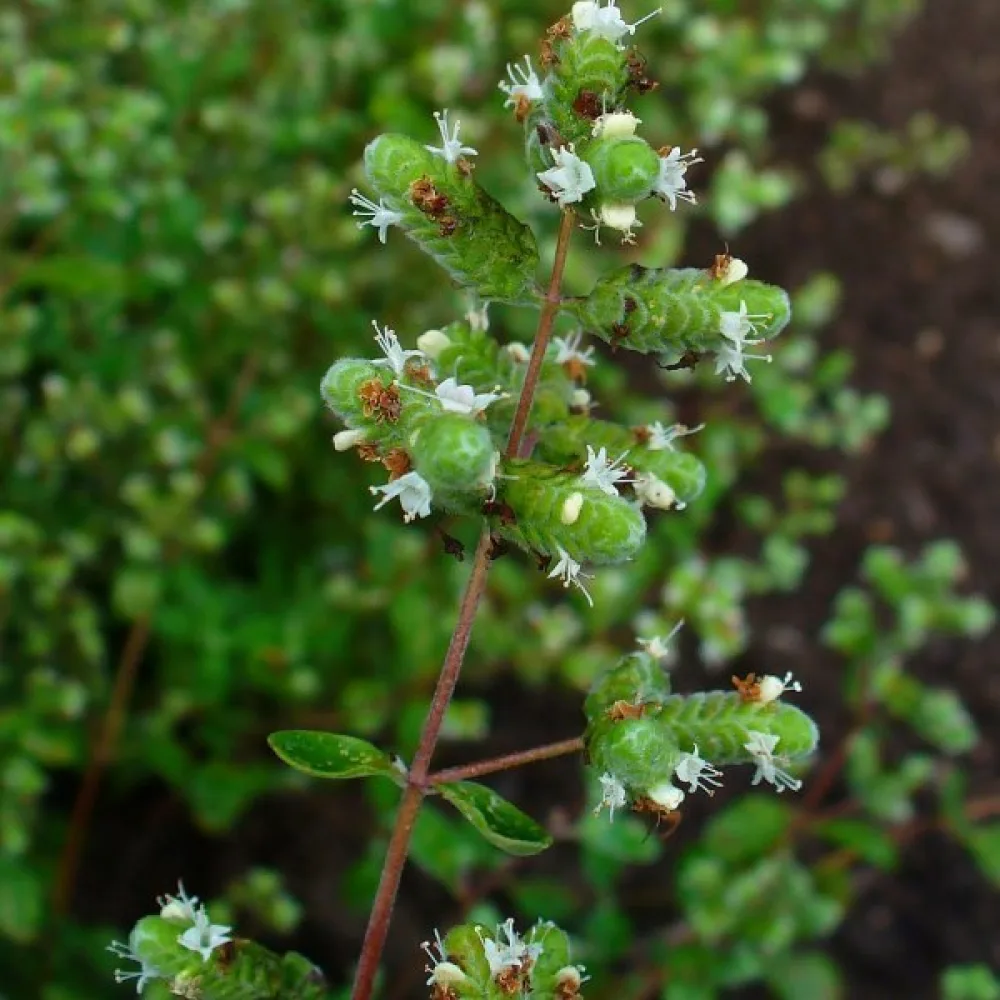 Meirami 'Cuscuta'
