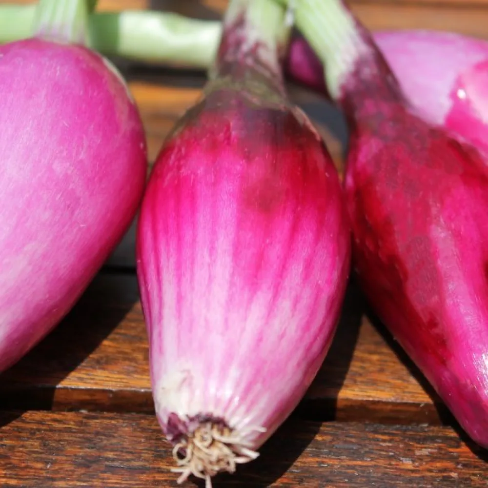 Ruokasipuli 'Rossa Lunga di Firenze'