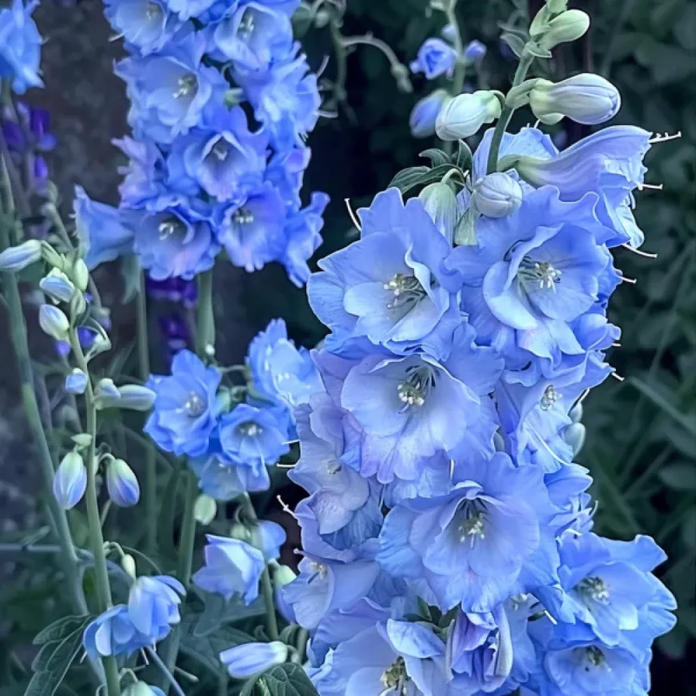Kesäkukonkannus 'Blue Bell' – sininen