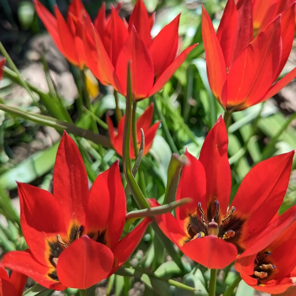 Tulppaani 'Lizzy'