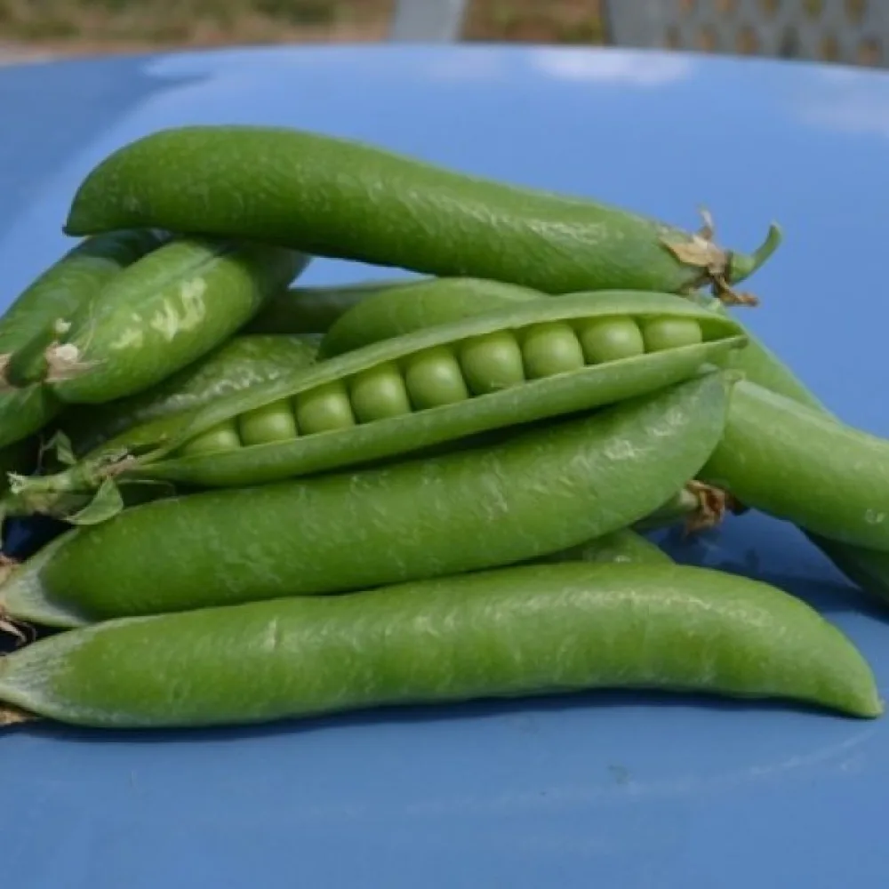 Tarhaherne 'Rondo'