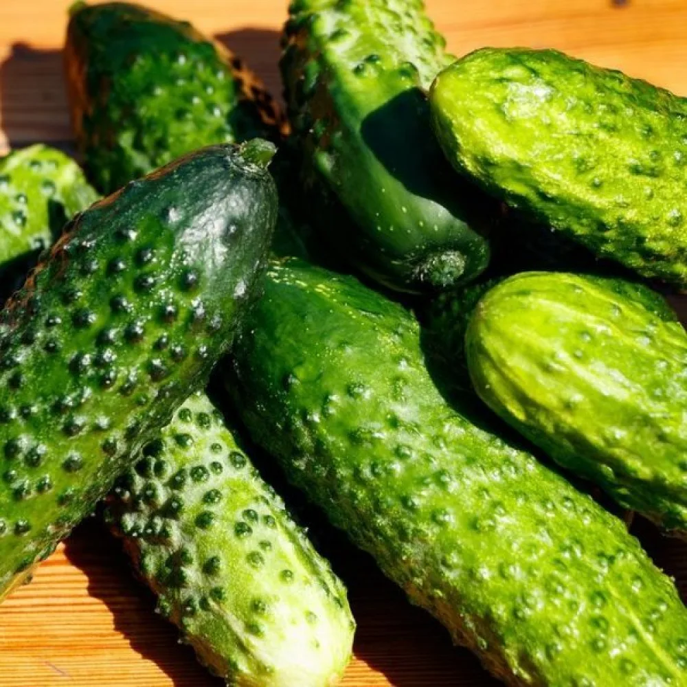 Avomaankurkku 'Borus' F1