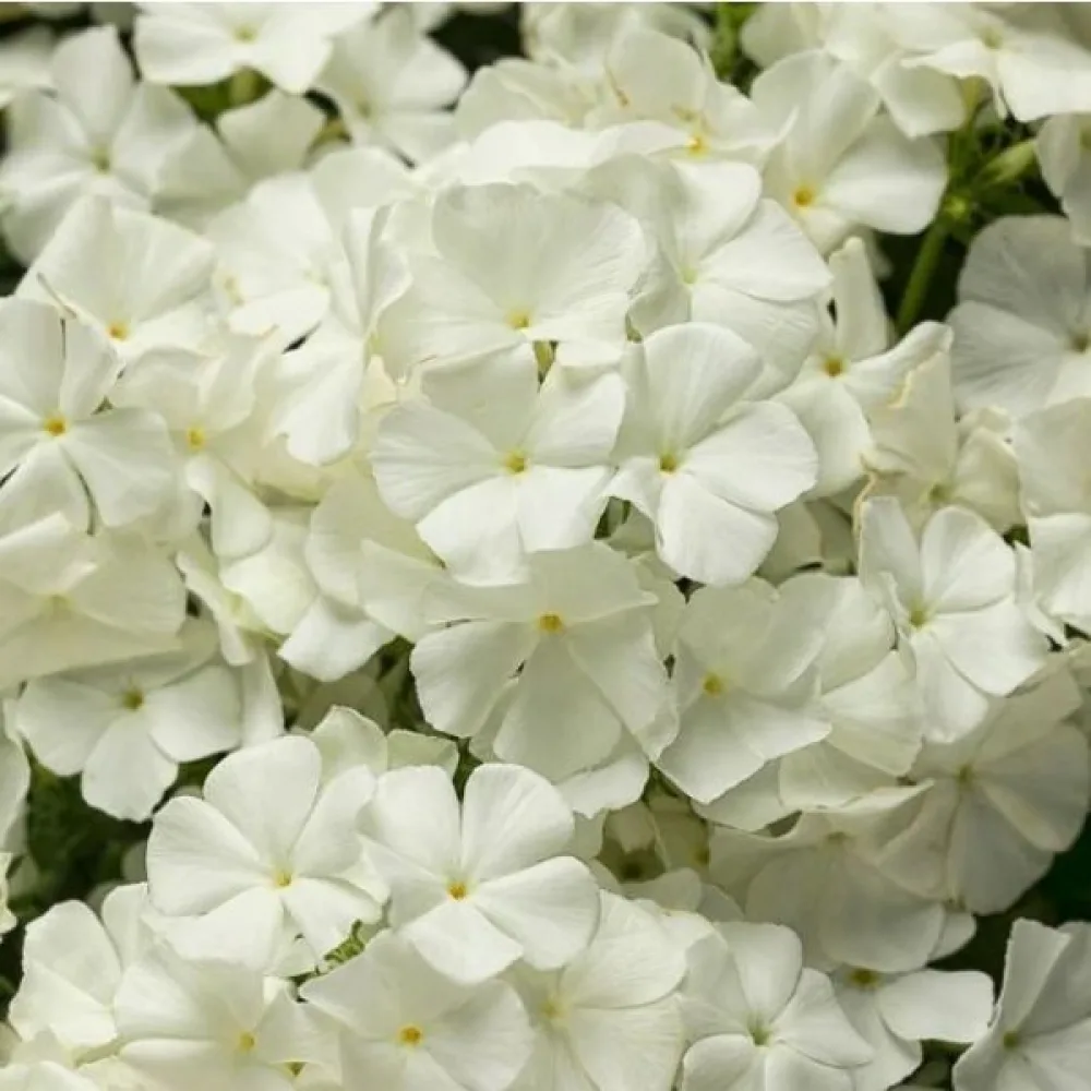 Kesäleimu 'Beauty White'