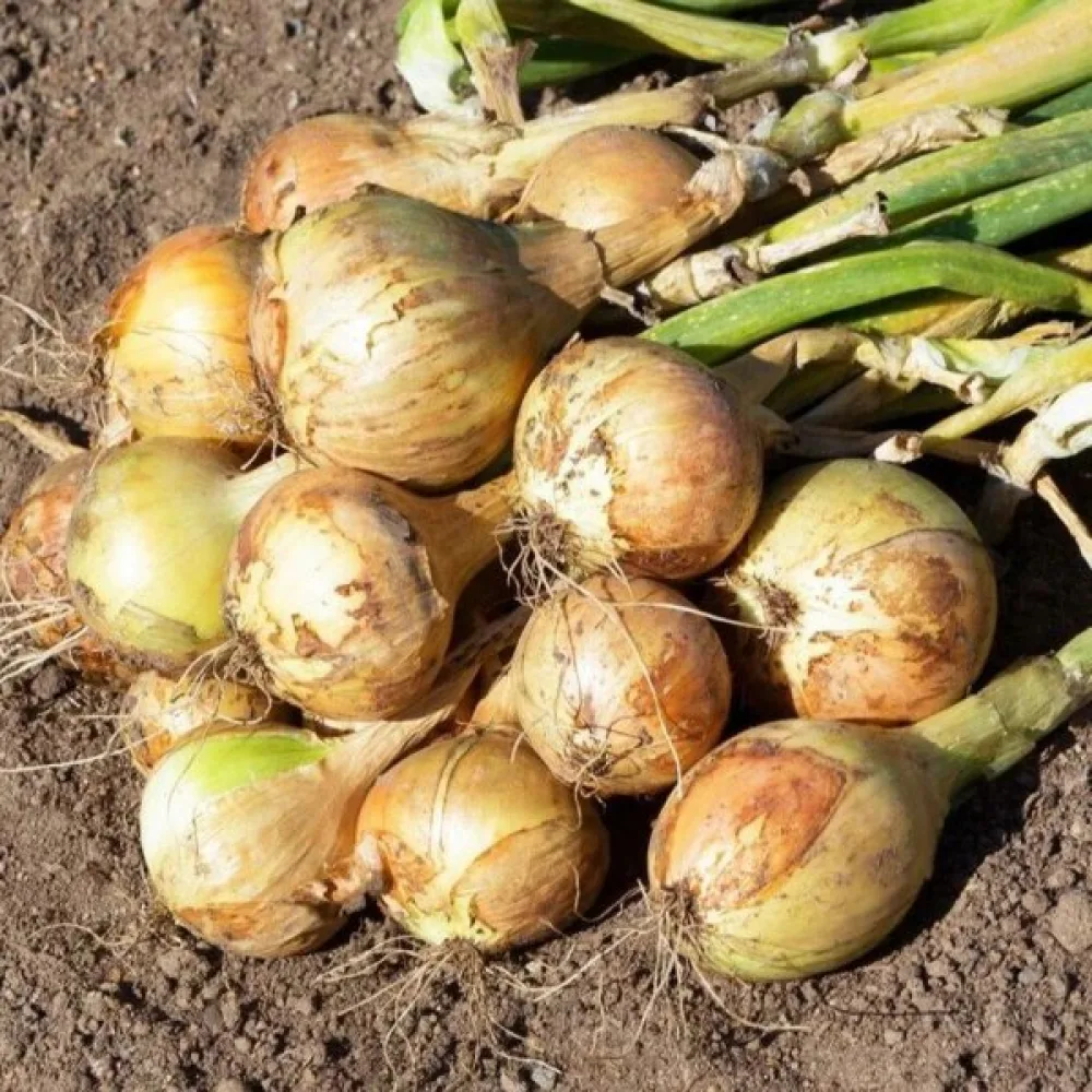 Ruokasipuli 'Yellow Sweet Spanish'