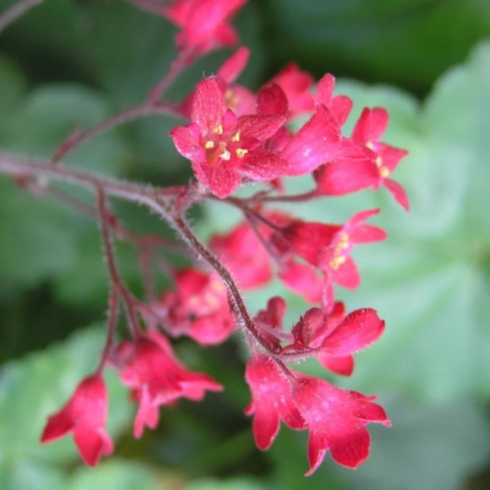 Verikeijunkukka 'Bressingham' – sekoitus