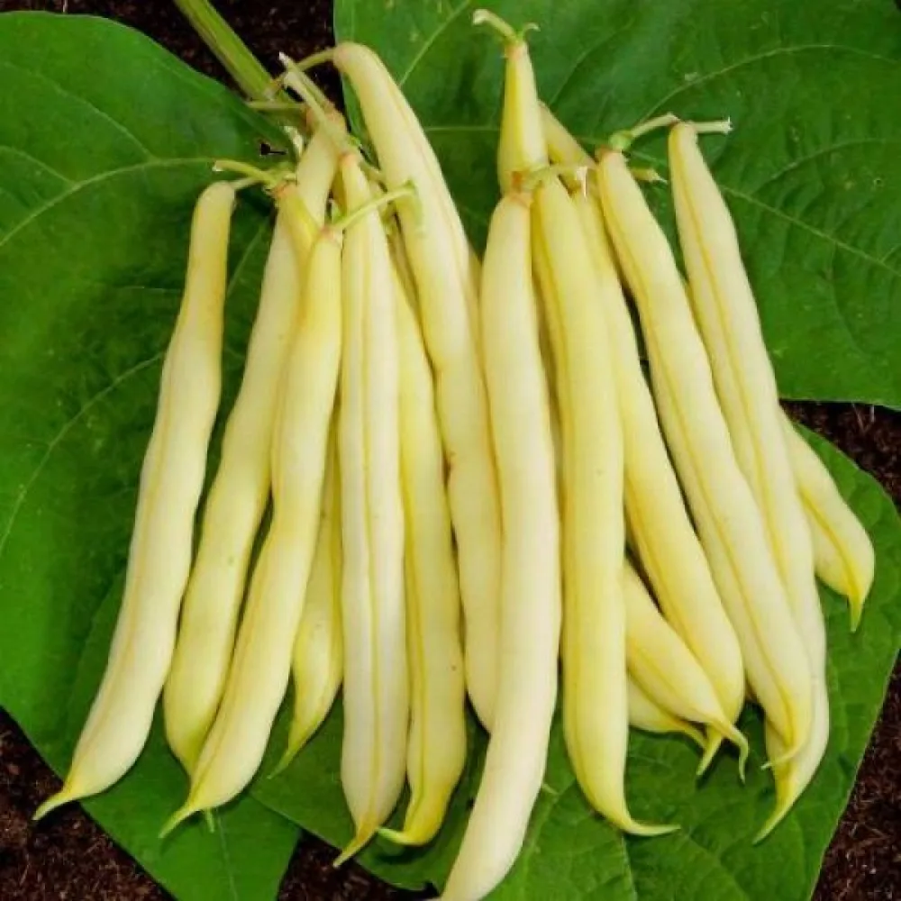 Tarhapapu 'Kinghorn Wax'