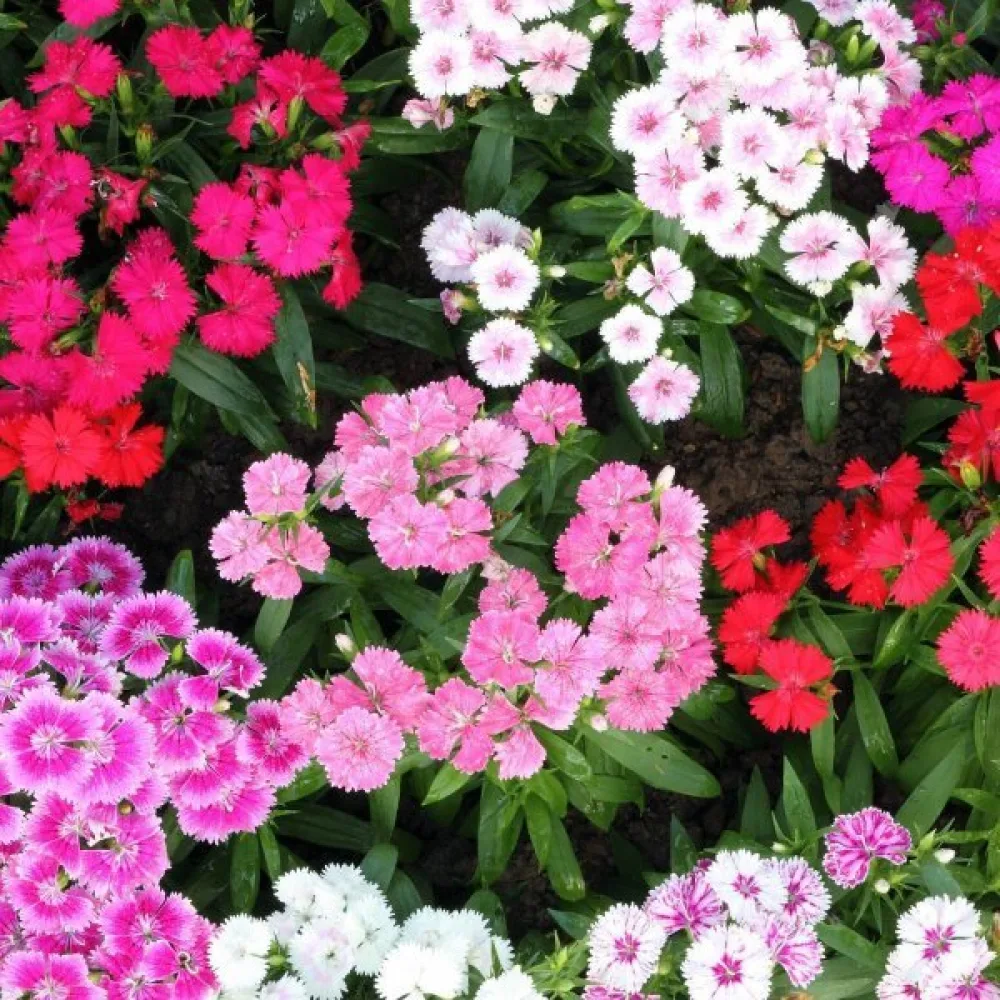 Harjaneilikka 'Summertime' – sekoitus