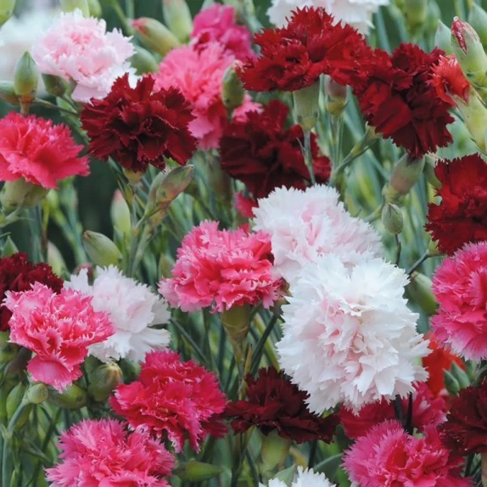 Sulkaneilikka 'Spring Beauty' – seos