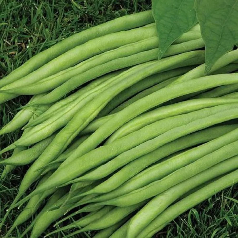 Tarhapapu 'Scuba'