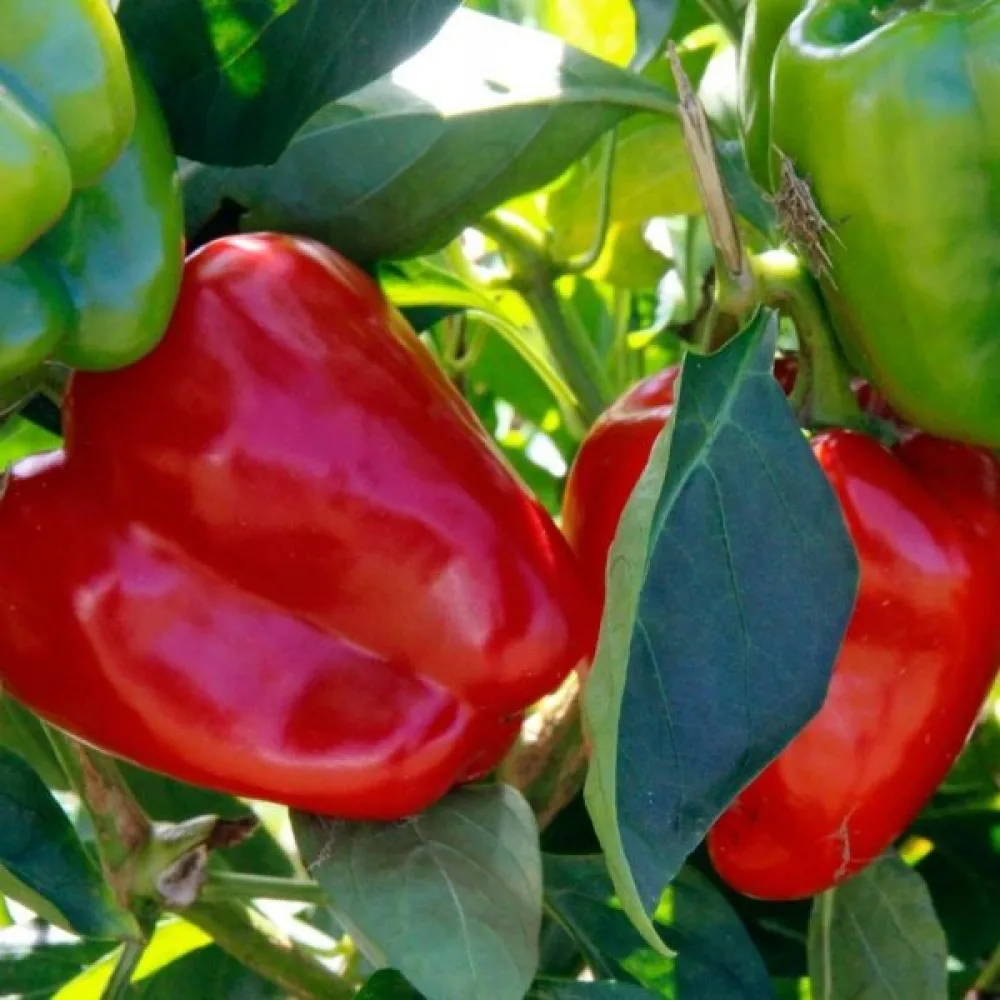 Paprika 'Ożarowska'