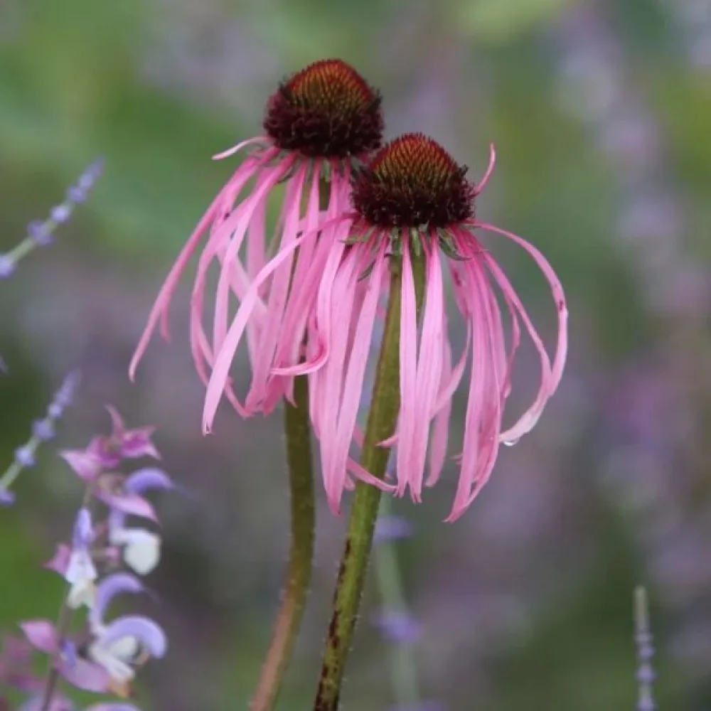 Punahattu Echinacea, vaaleanroosa