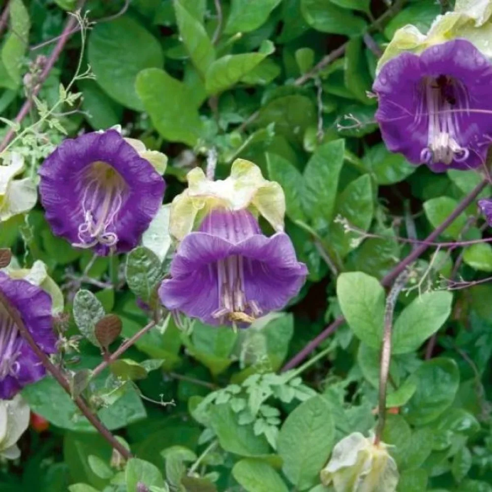 Kuppiköynnös, violetti