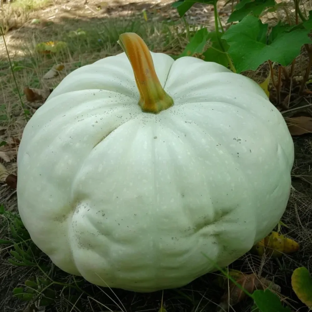 Kurpitsa 'Lumina'