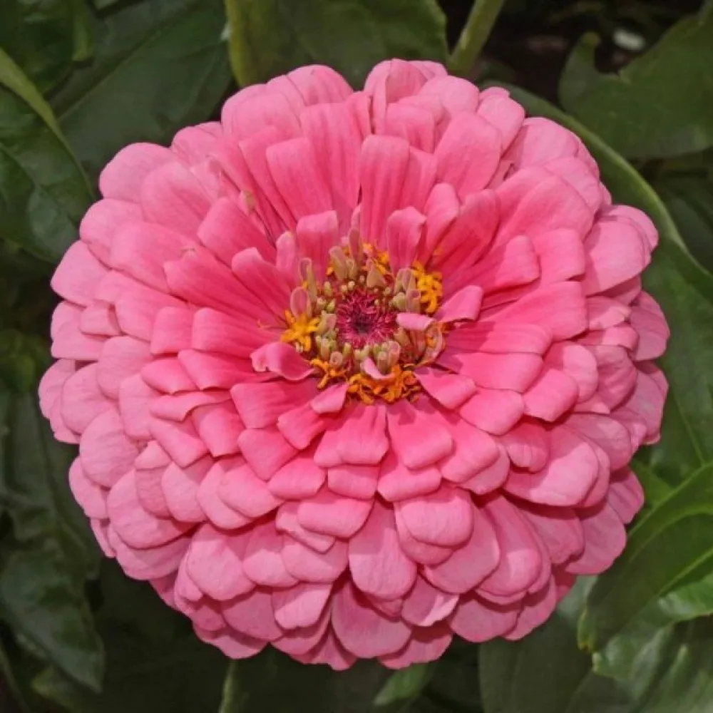 Tsinnia 'Super Yoga Carmine'