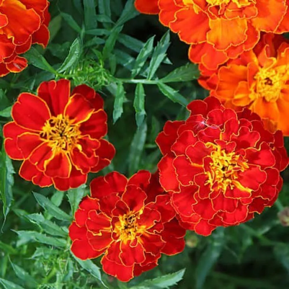 Ruusukesamettikukka 'Red Cherry'
