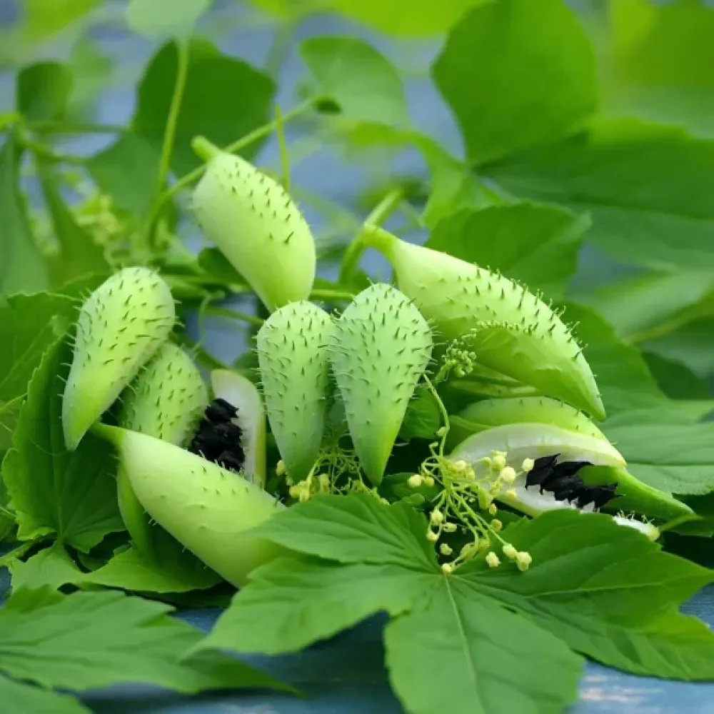 Inkakurkku