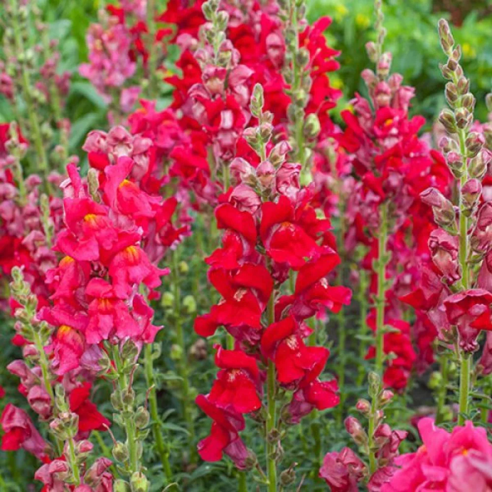 Leijonankita 'Ruby'
