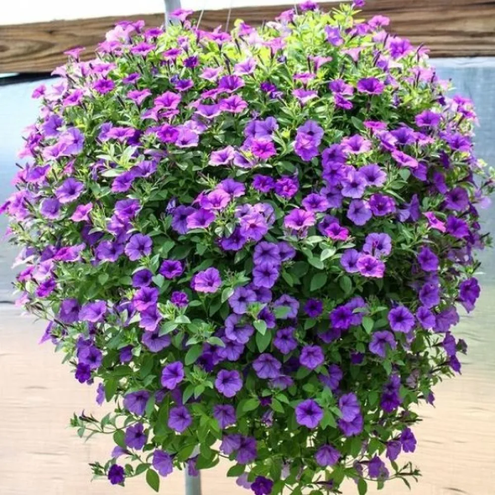 Tarhapetunia 'Alderman' – sininen