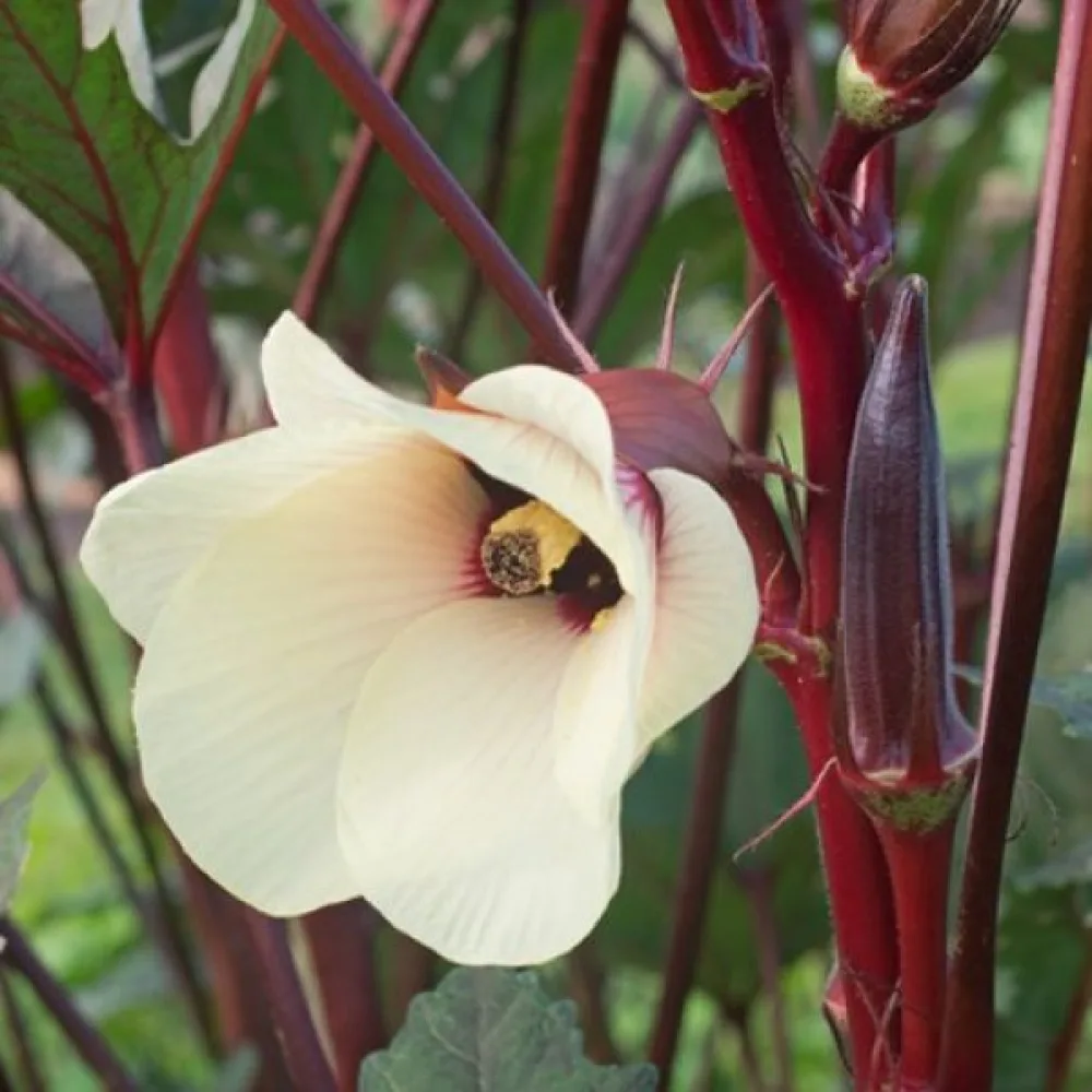 Okra 'Burgundy'