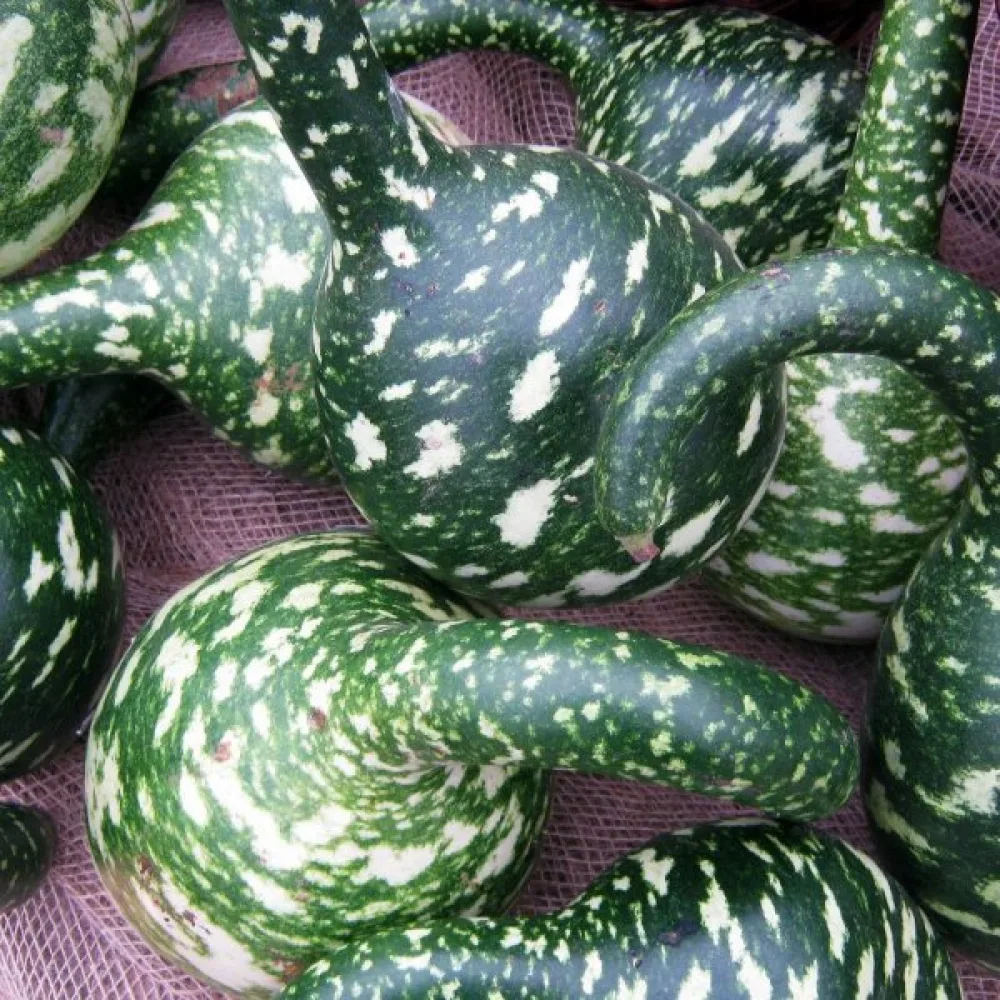 Pullokurpitsa 'Cobra'