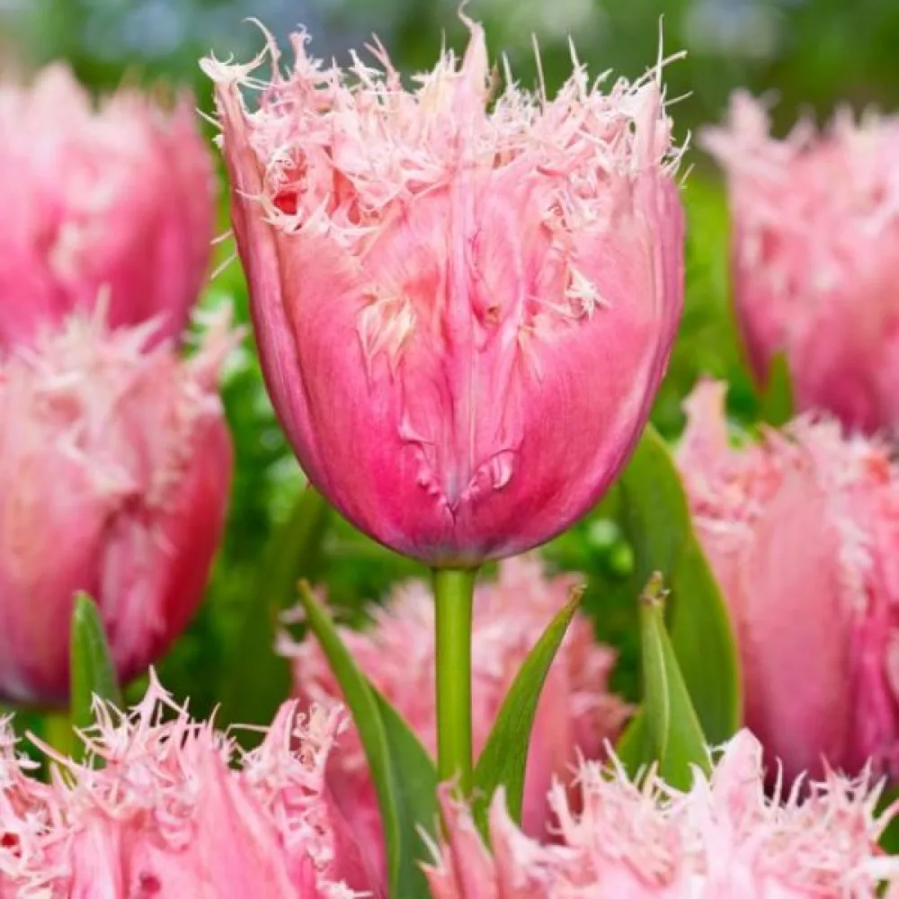 Tulppaani 'Paleis Het Loo'