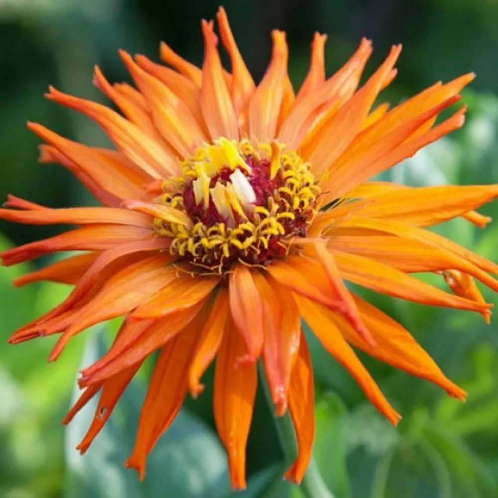 Tsinnia 'Aztec'