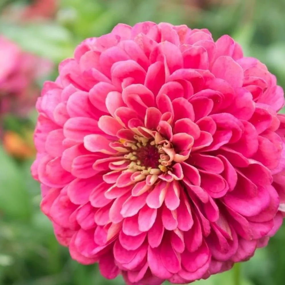 Tsinnia 'Illumination'