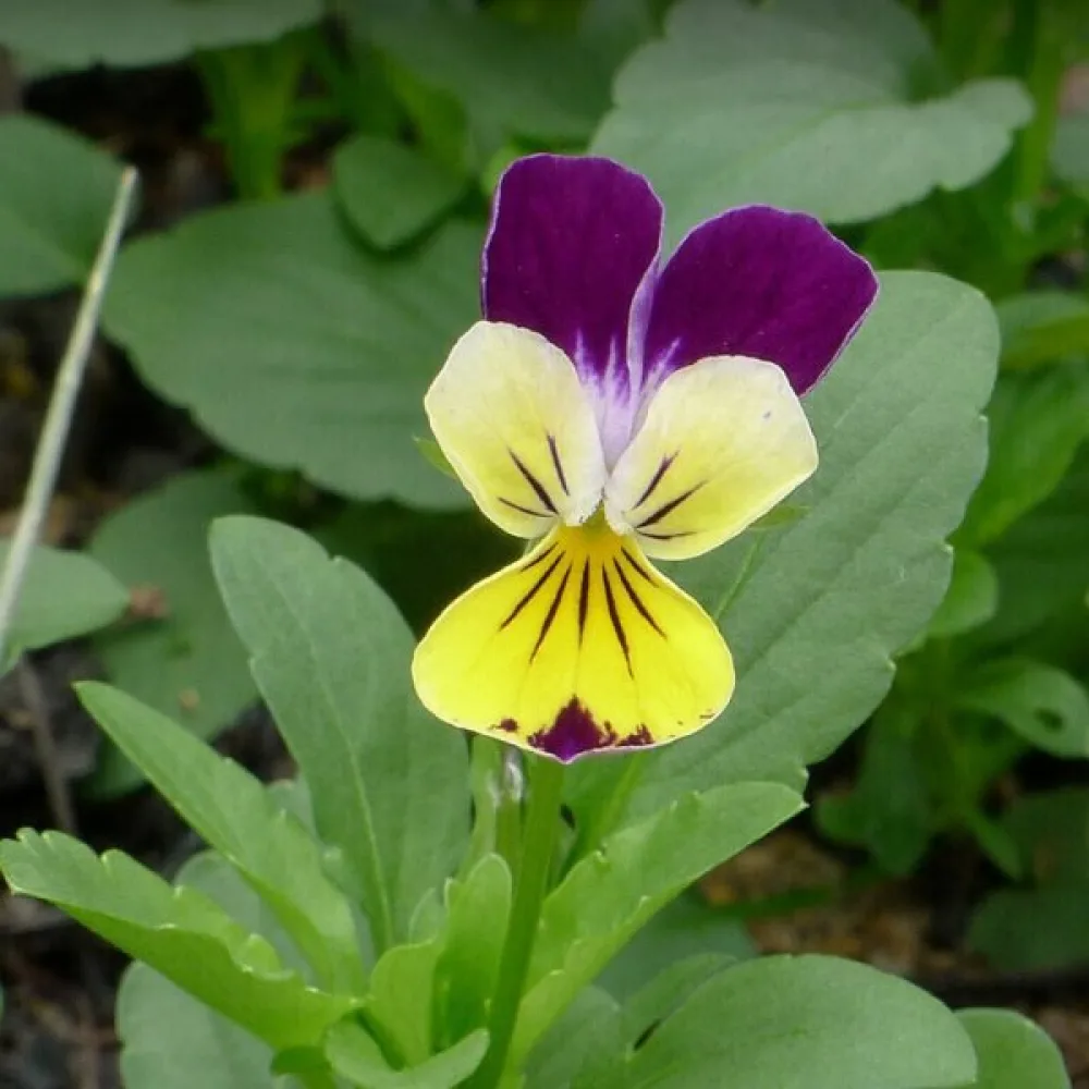 Sarviorvokki 'Helen Mount'