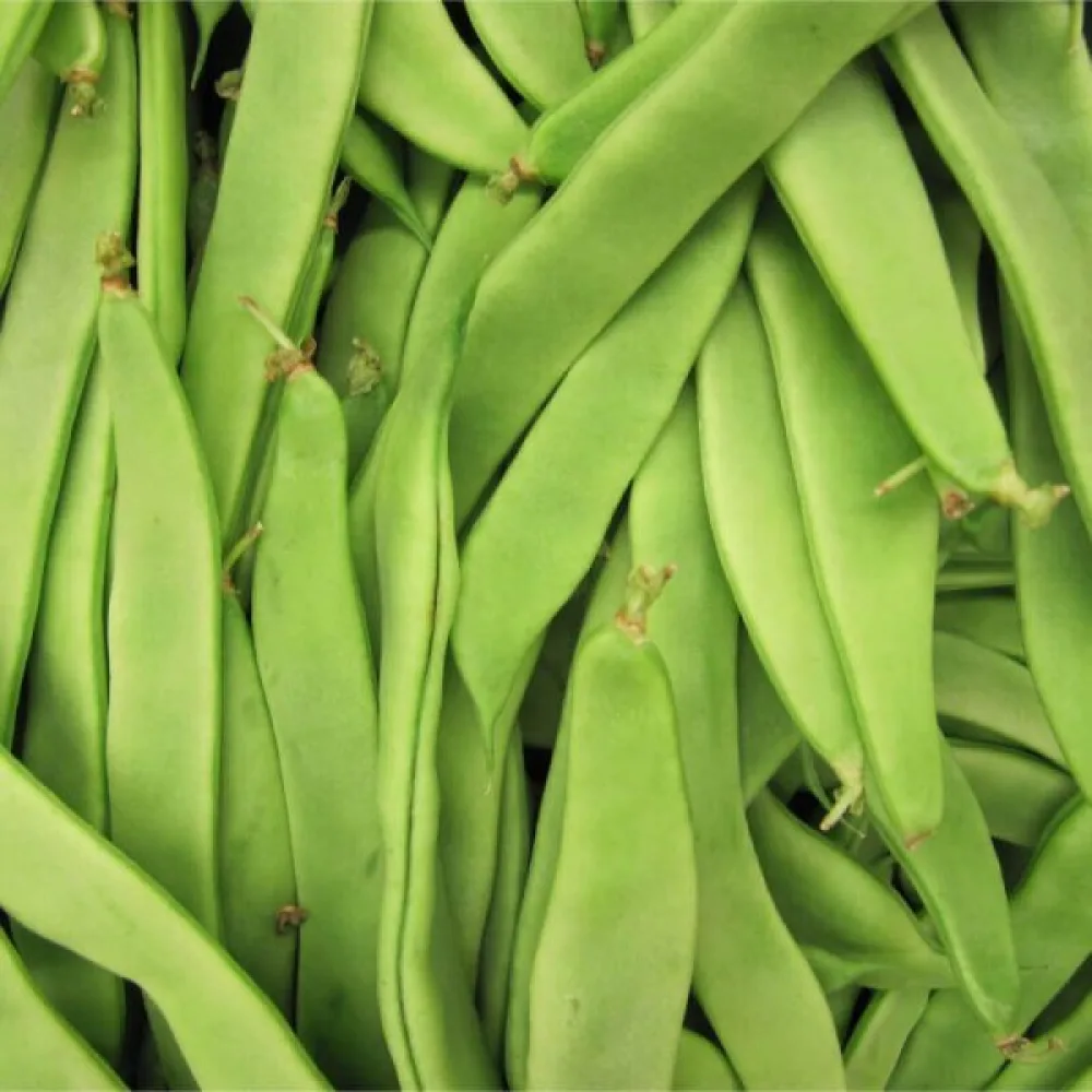 Salkopapu 'Hilda'