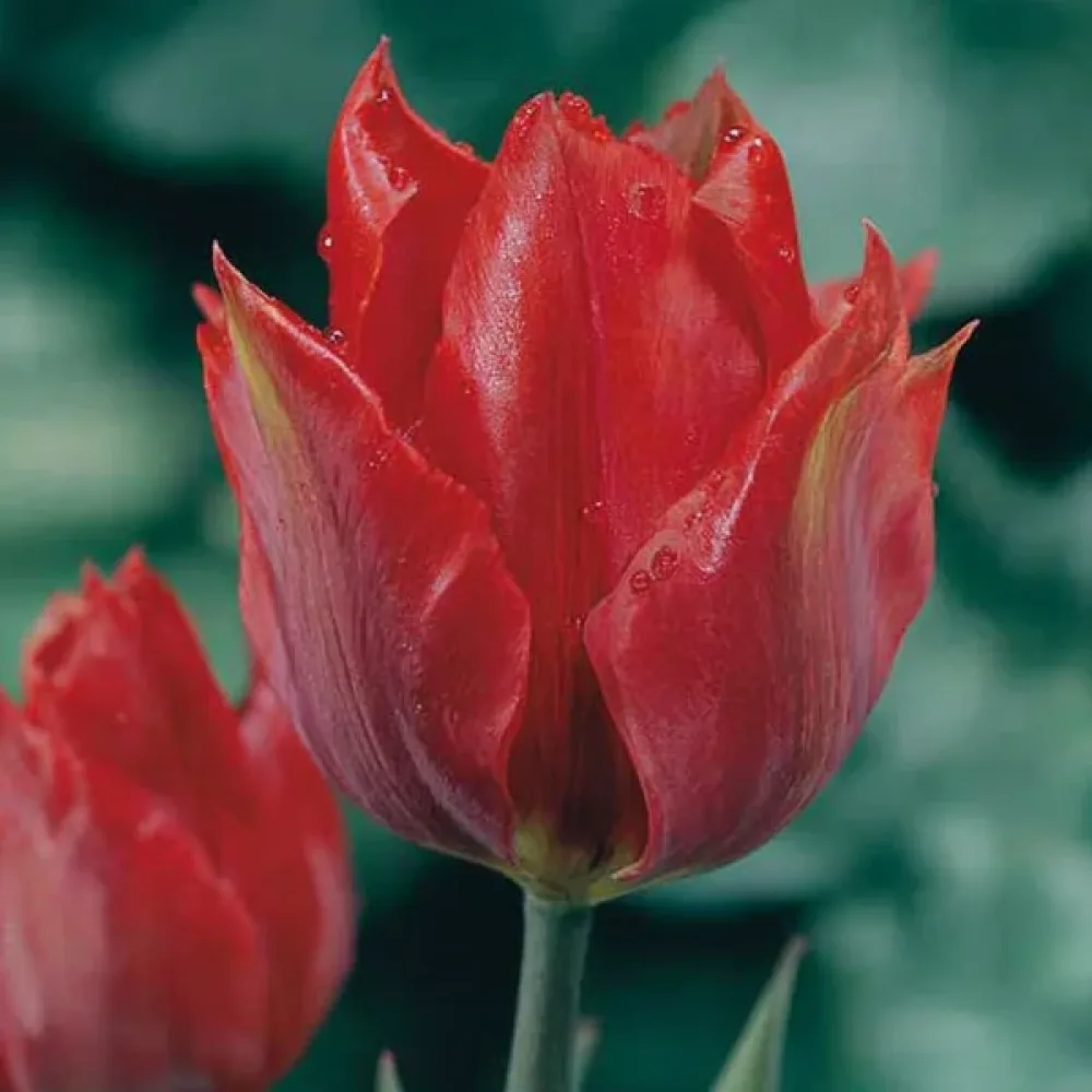 Tulppaani 'Julius Caesar'