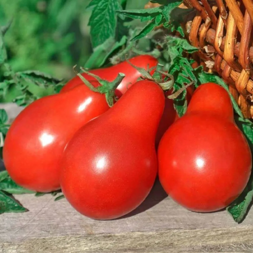 Tomaatti 'Red Pear'