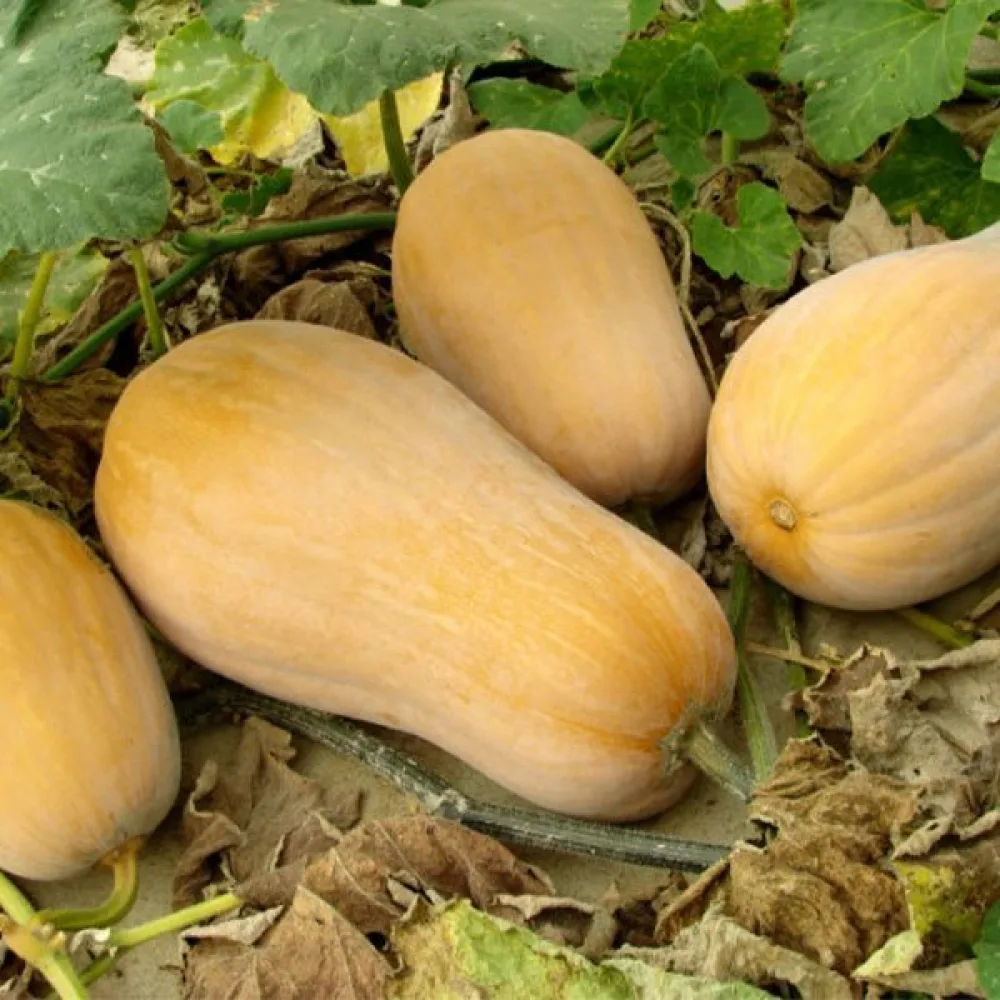 Talvikurpitsa 'Wrinkled Butternut'