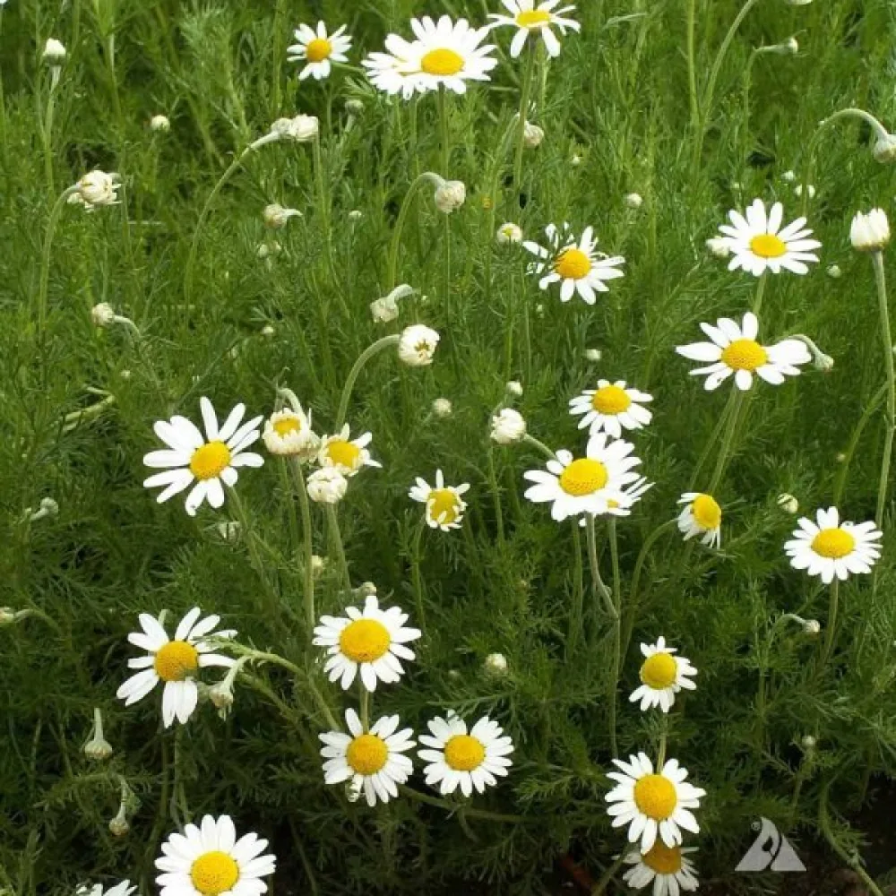 Roomankamomilla Anthemis nobilis