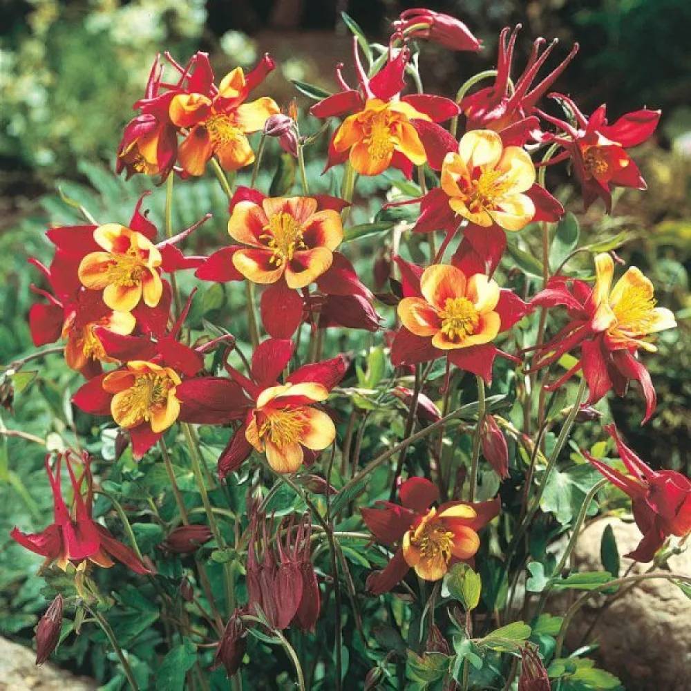 Akileija 'Crimson Star'