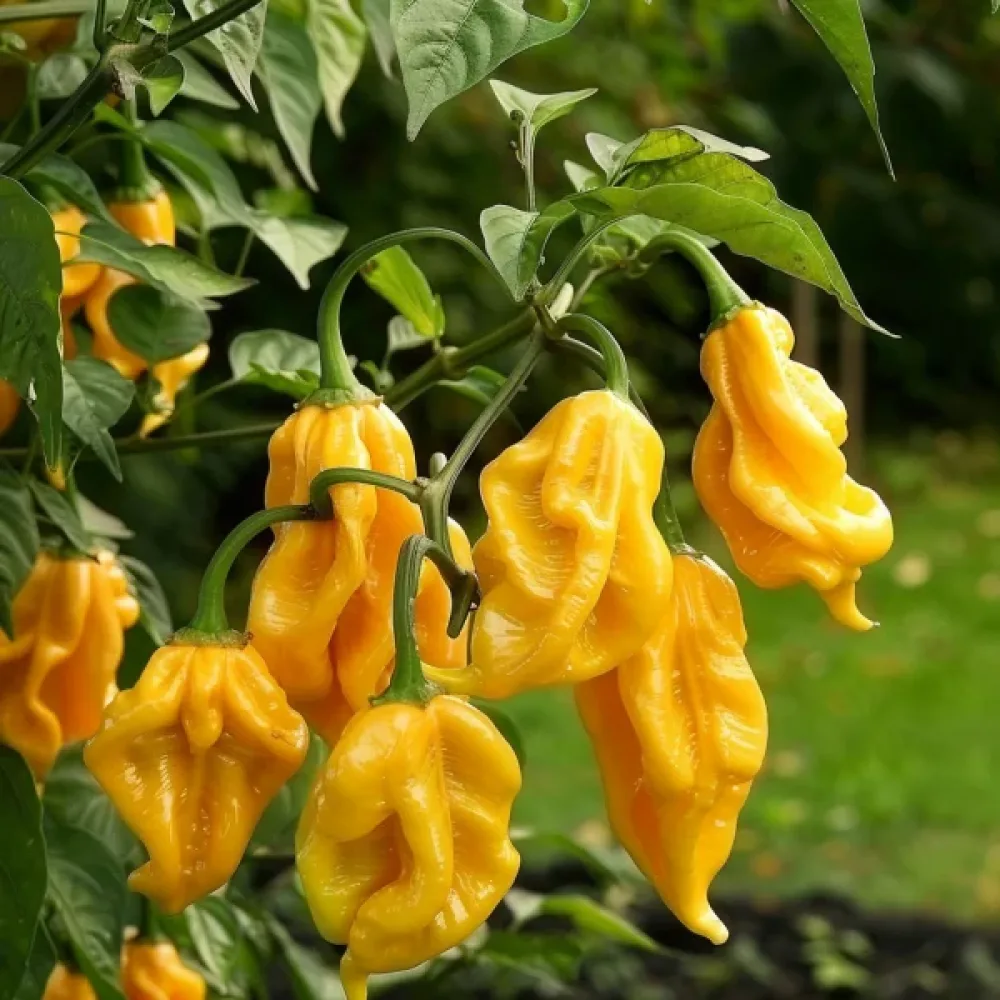 Chilipaprika 'Habanero Limon'