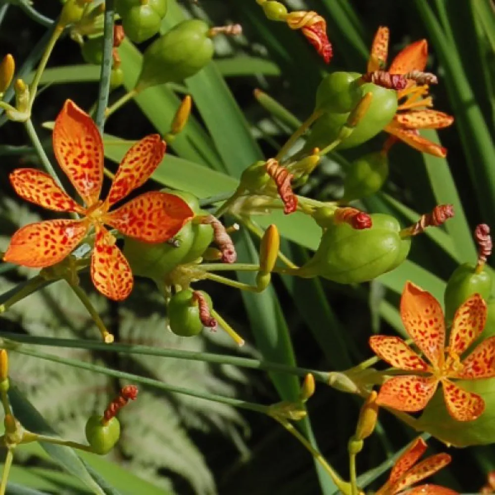 Pardancanda × norrisii – sekoitus