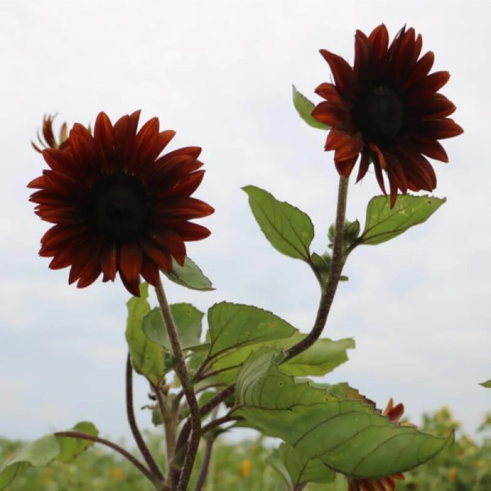 Auringonkukka 'Chocolat'