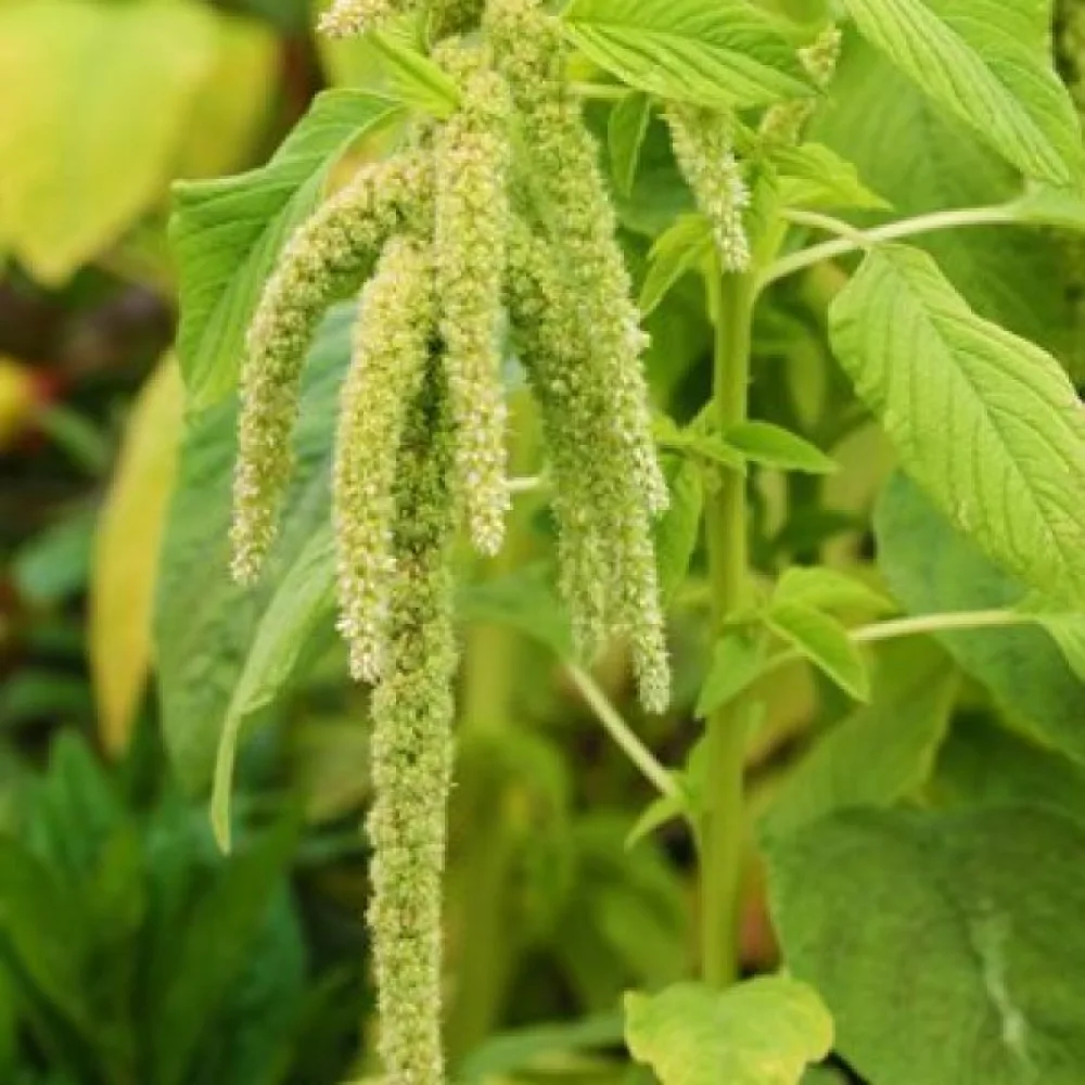 Riippuamarantti 'Viridis'