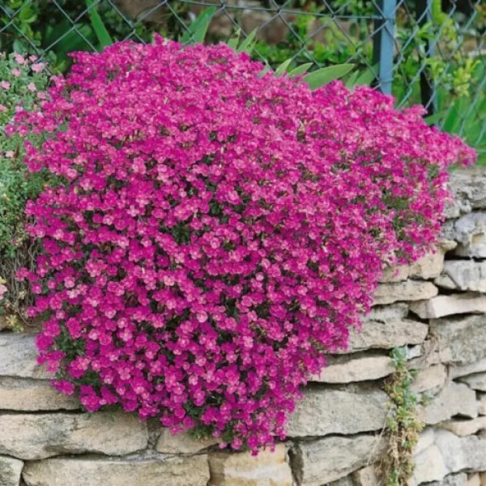 Aubrietia 'Leichtlinii'