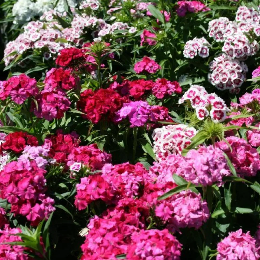 Harjaneilikka 'Indian Carpet' – sekoitus
