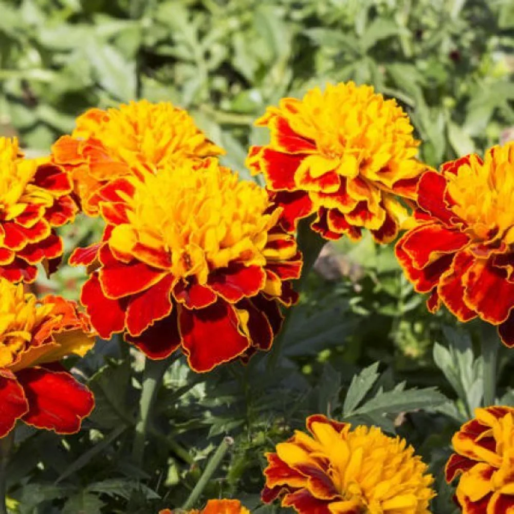 Ruusukesamettikukka 'Boy Orange'