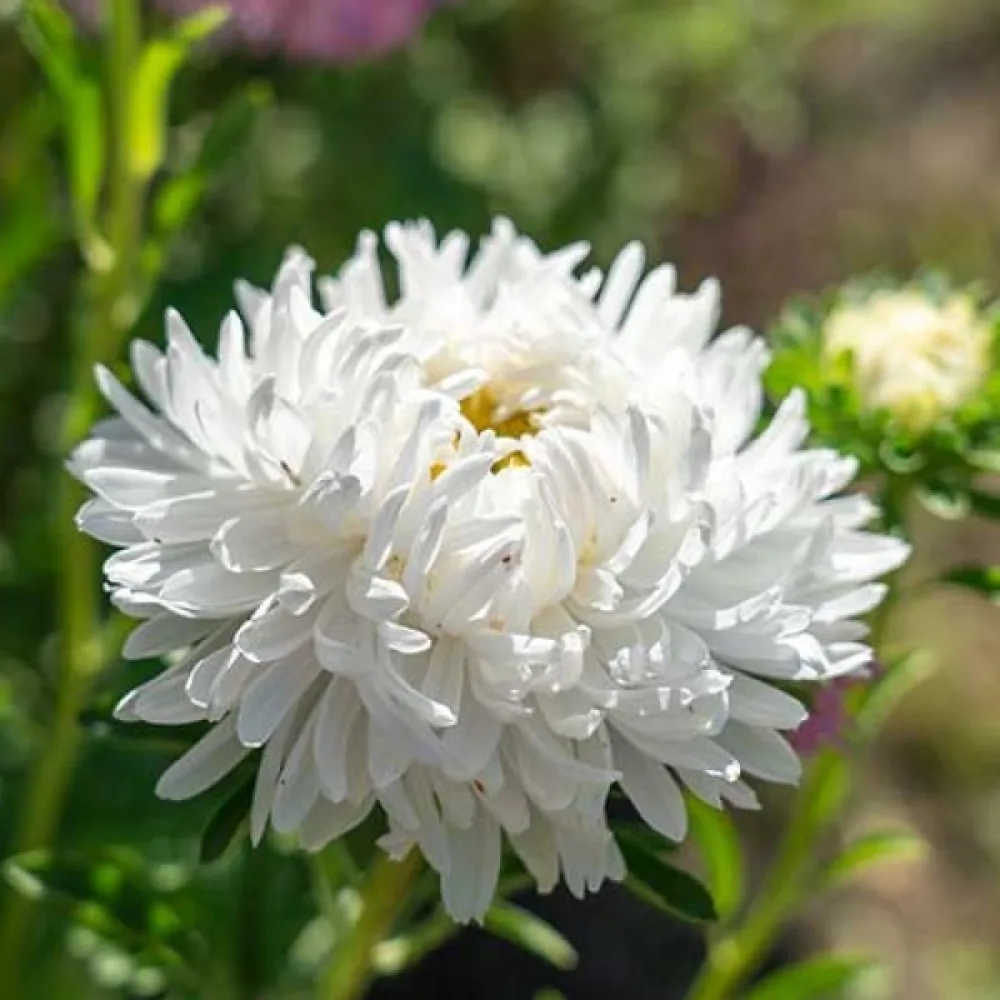 Kesäasteri 'Apollonia' – valkoinen