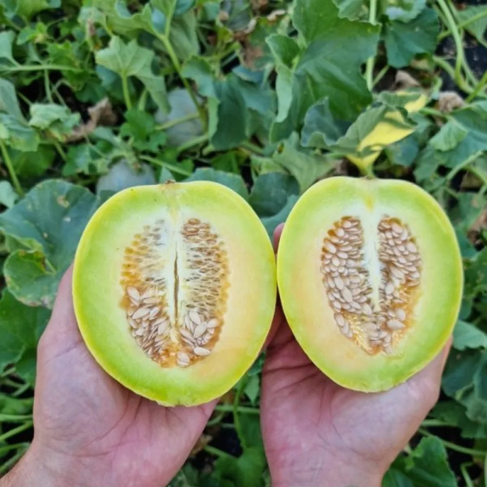 Meloni 'Oliwin'