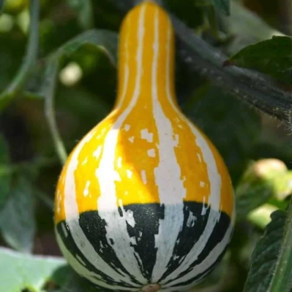 Kurpitsa 'Small Spoon'