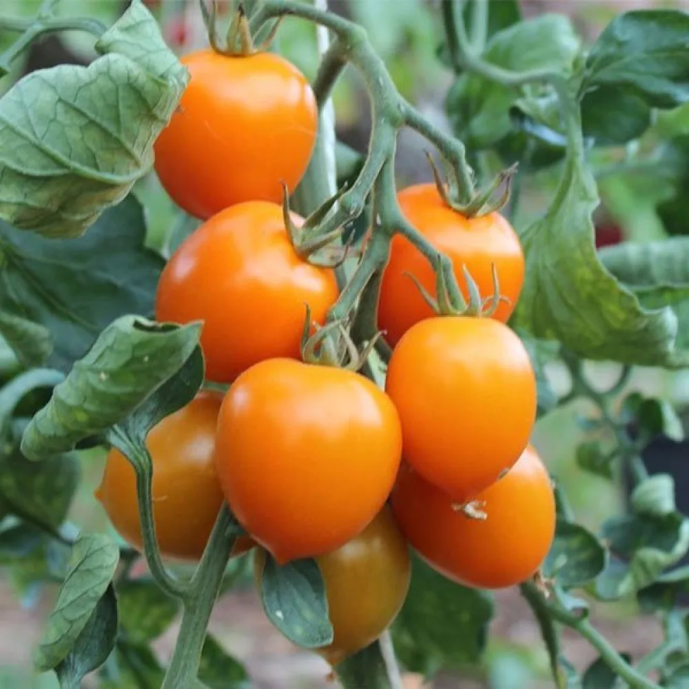 Kirsikkatomaatti 'Figiel'