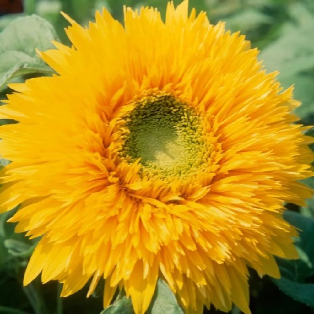Auringonkukka 'Orange Sun', kerrottu