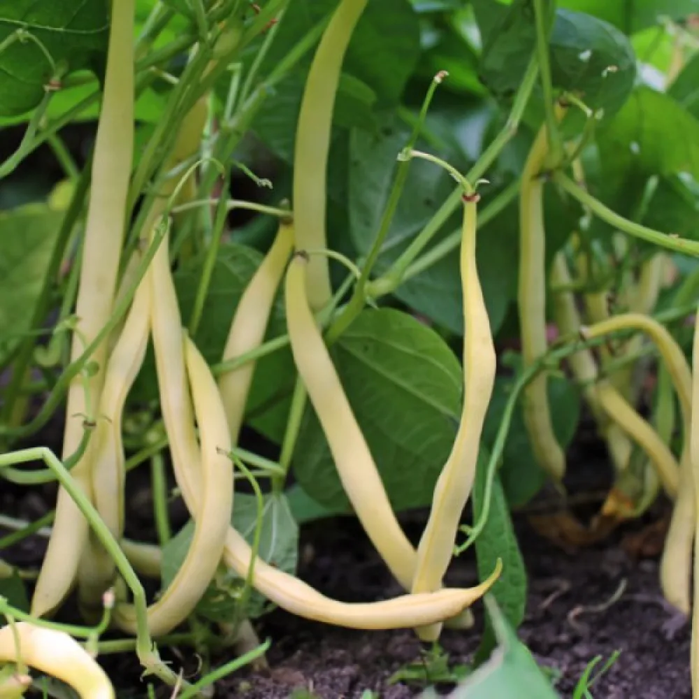 Tarhapapu 'Brittle Wax'
