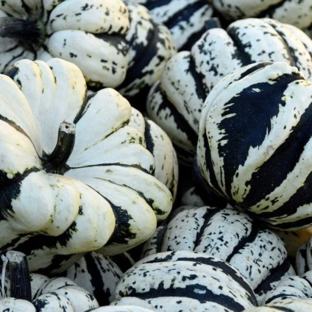 Kurpitsa 'Sweet Dumpling'