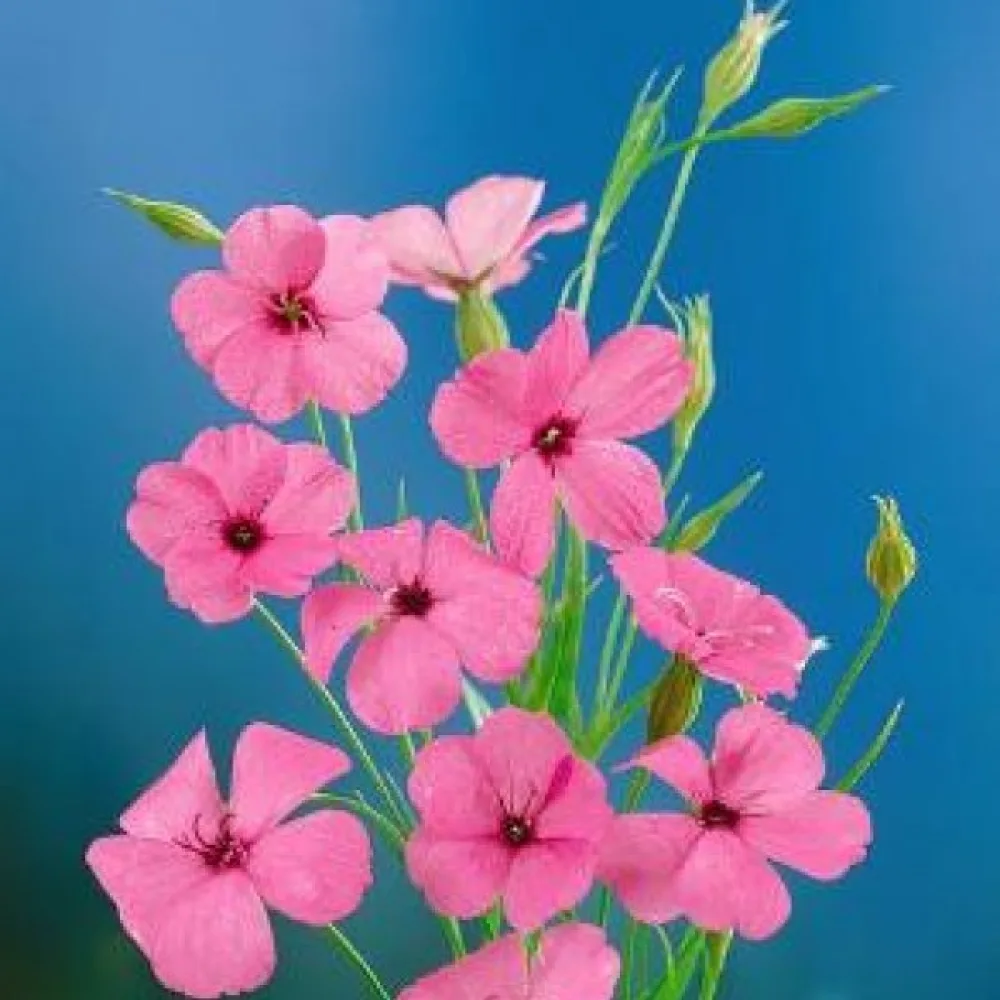 Viskaria 'Nobilis', lohenpunainen
